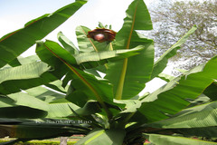 Ensete superbum